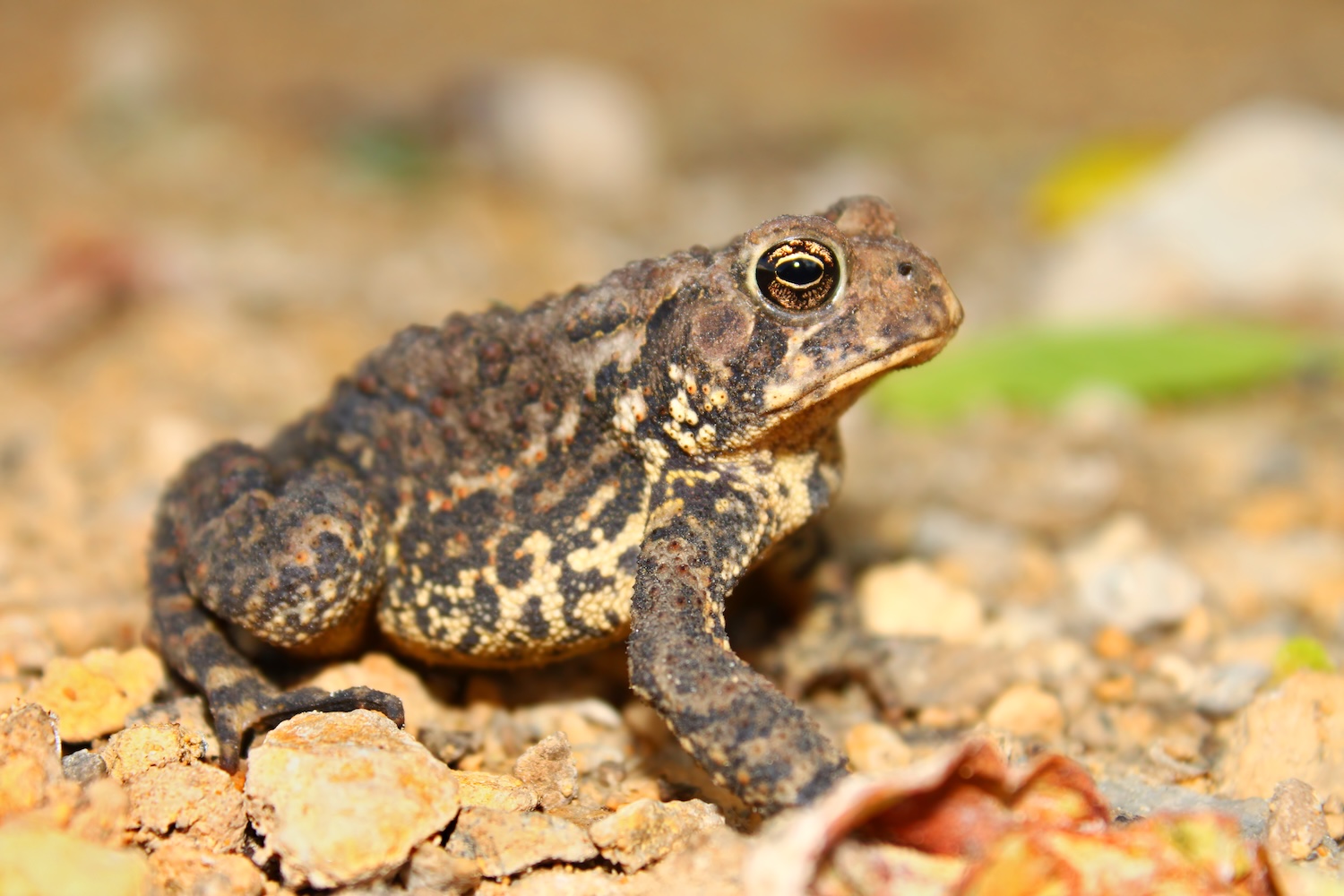American Toad