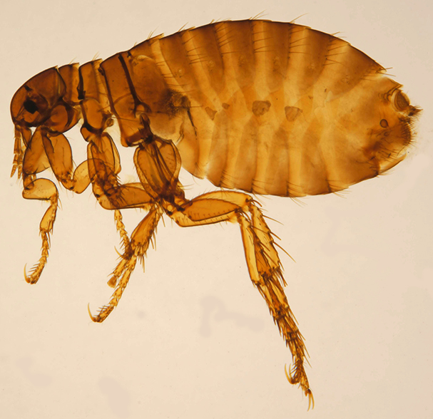 Microscopic view of human flea.