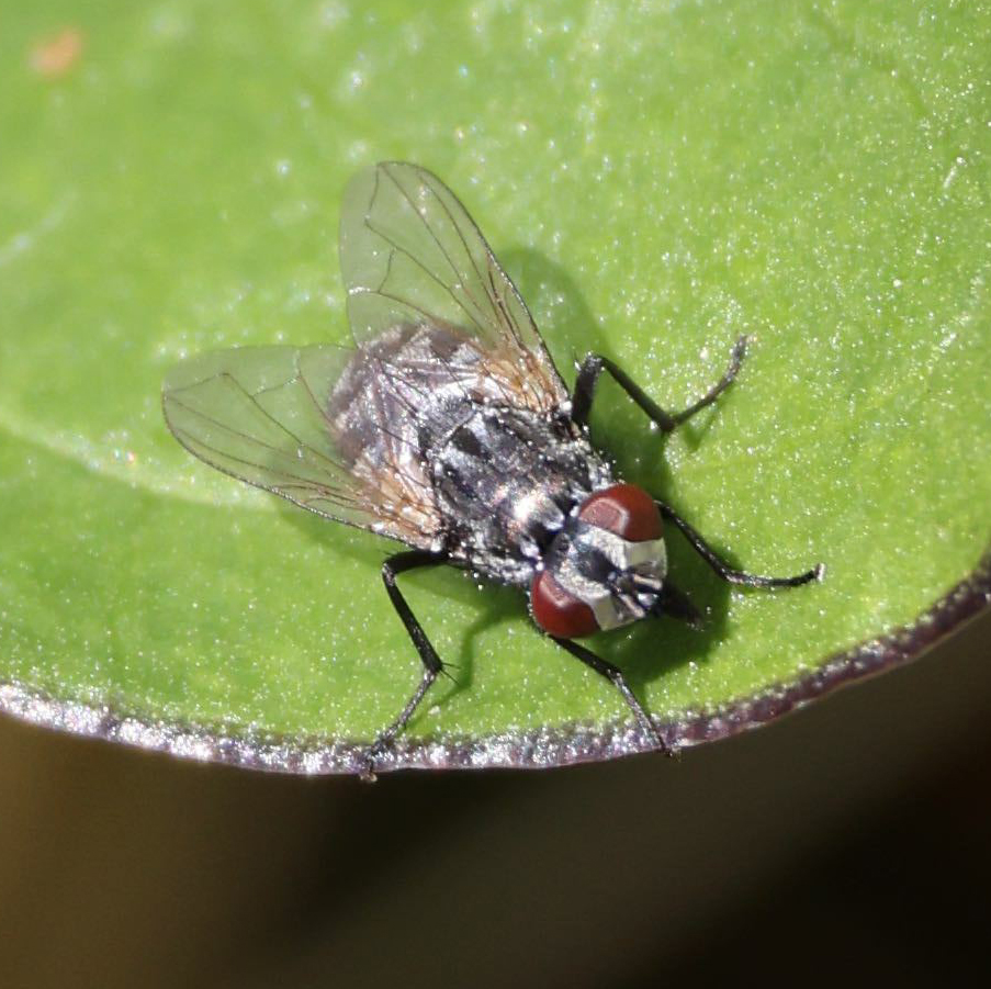 A face fly resting on a leaf.