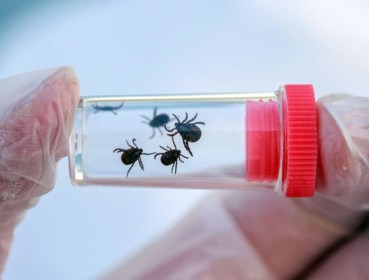 A clear capped vial containing four ticks