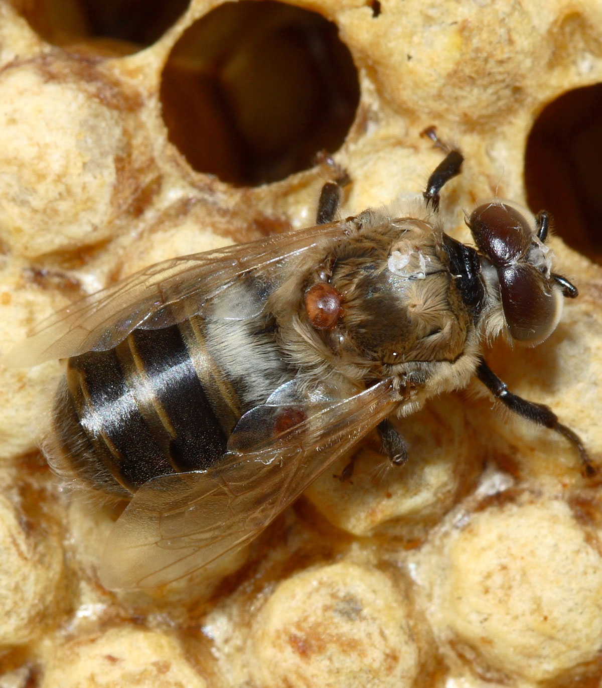 Close-up view of Varroa mite on honey bee.