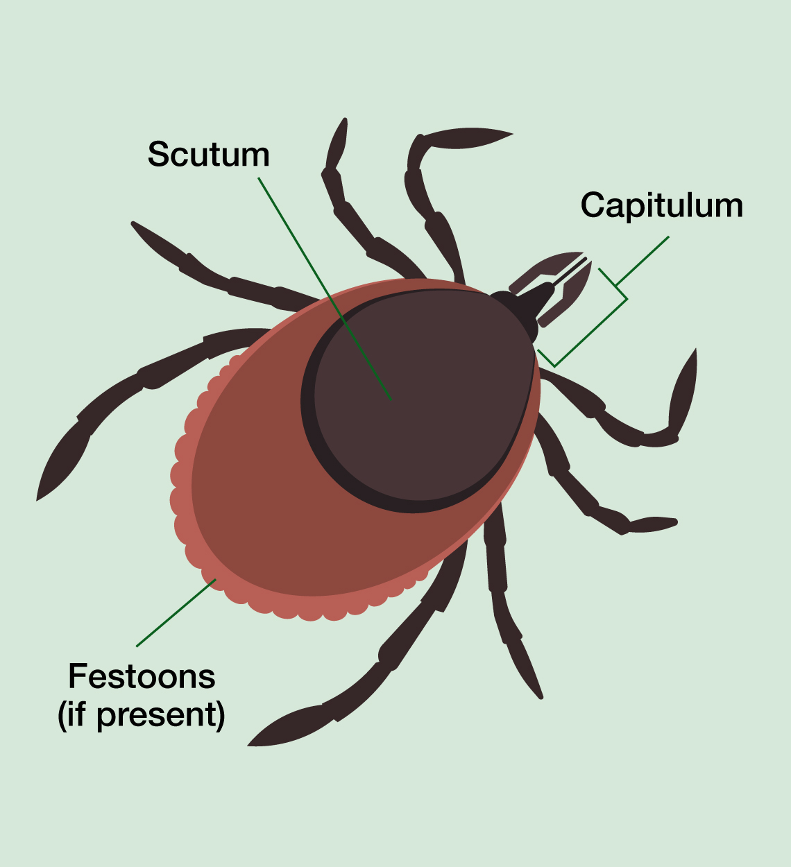 Diagram of a hard tick's basic anatomy pointing out the capitulum (head), scutum (shield on back), and festoons (bumpy ridge along posterior edge).