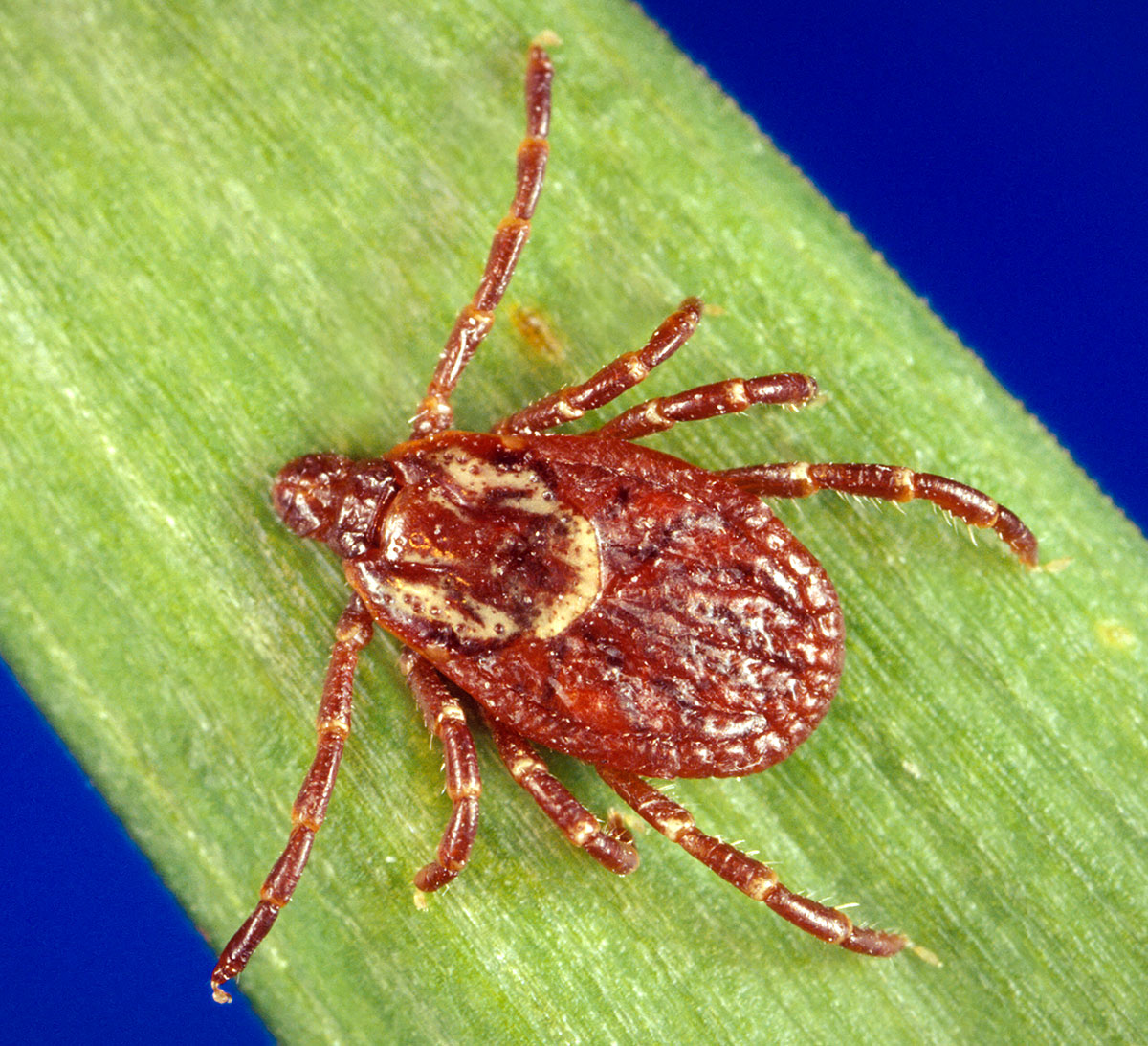 Dorsal view of Dermacentor variabilis adult tick