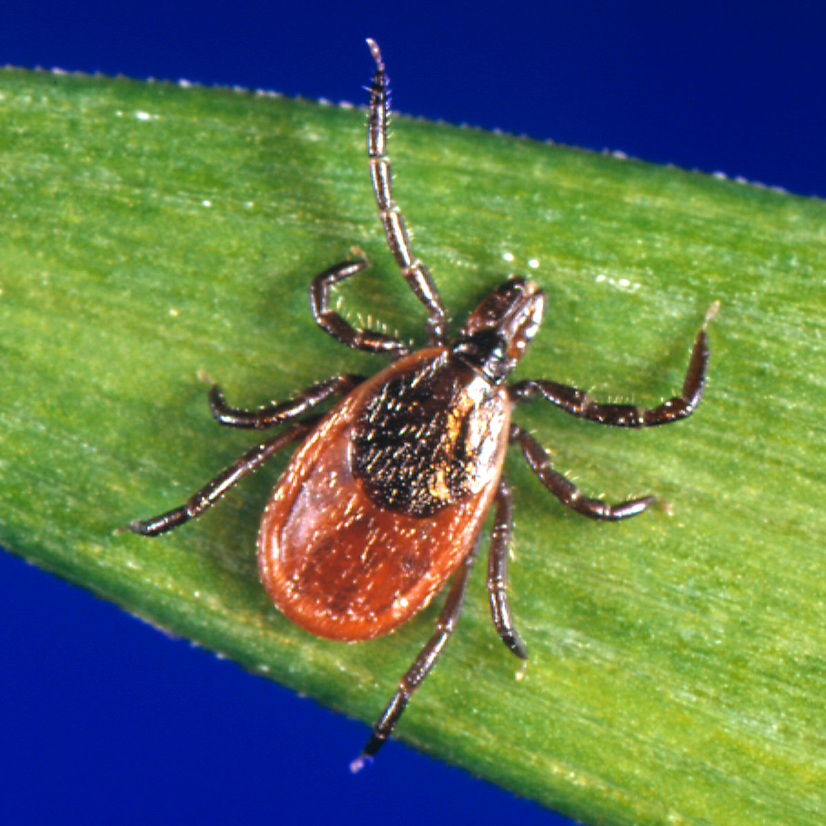 Dorsal view of Ixodes scapularis adult tick