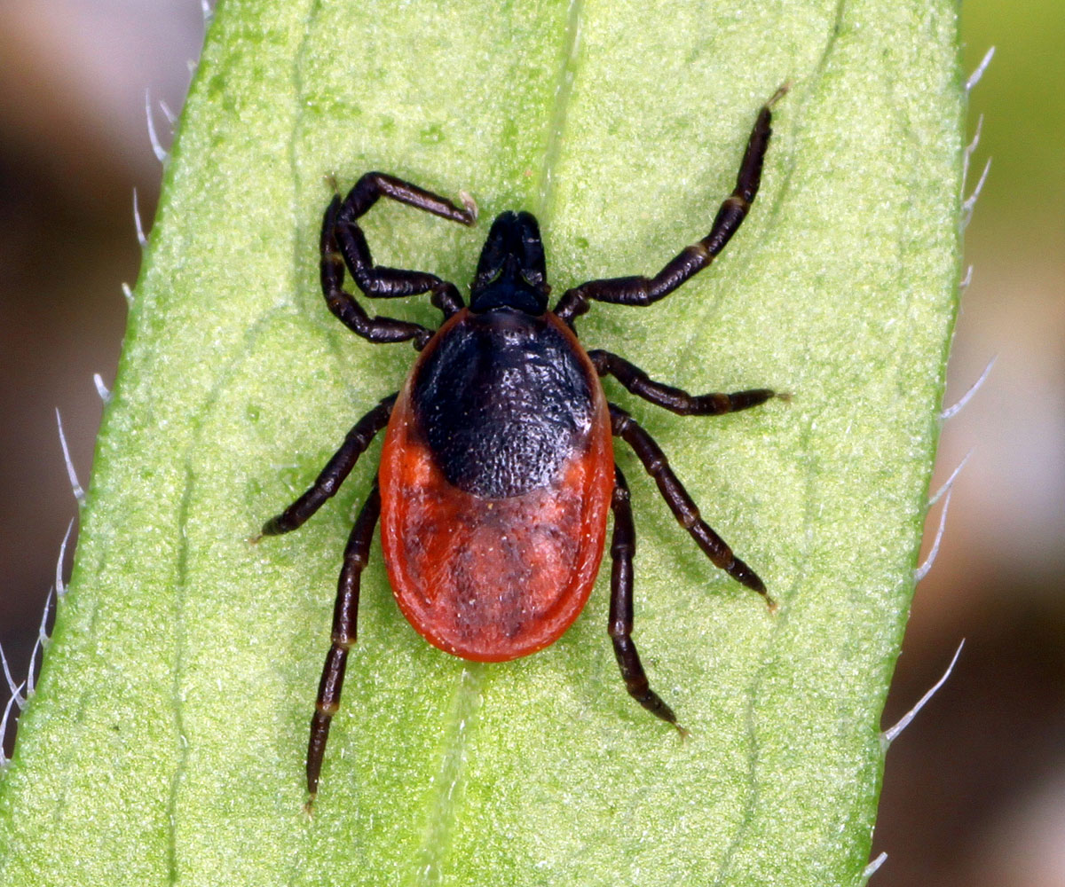 Dorsal view of Ixodes ricinus adult tick