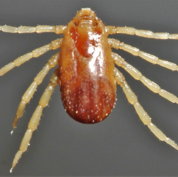 Dorsal view of Rhipicephalus microplus adult tick